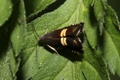 Réf. 259 402 : Grapholita sp.